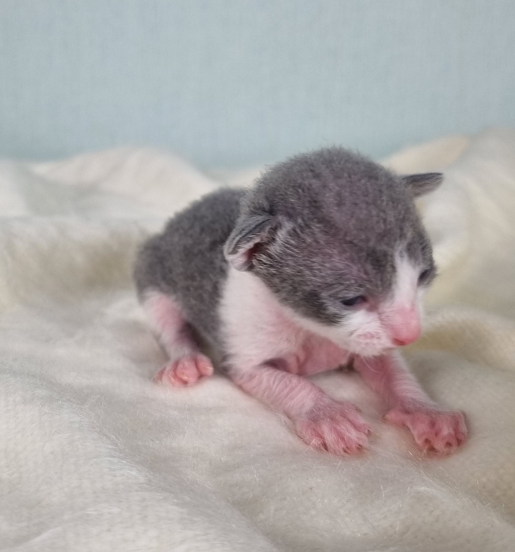Dunyasha Elemani Dream - Kitten cornish rex 1 week
