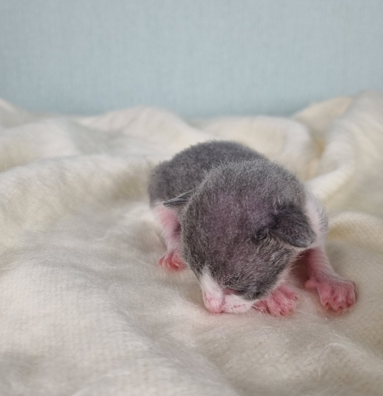 Dunyasha Elemani Dream - Kitten cornish rex 1 week