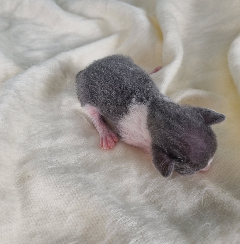 Dunyasha Elemani Dream - Kitten cornish rex 1 week