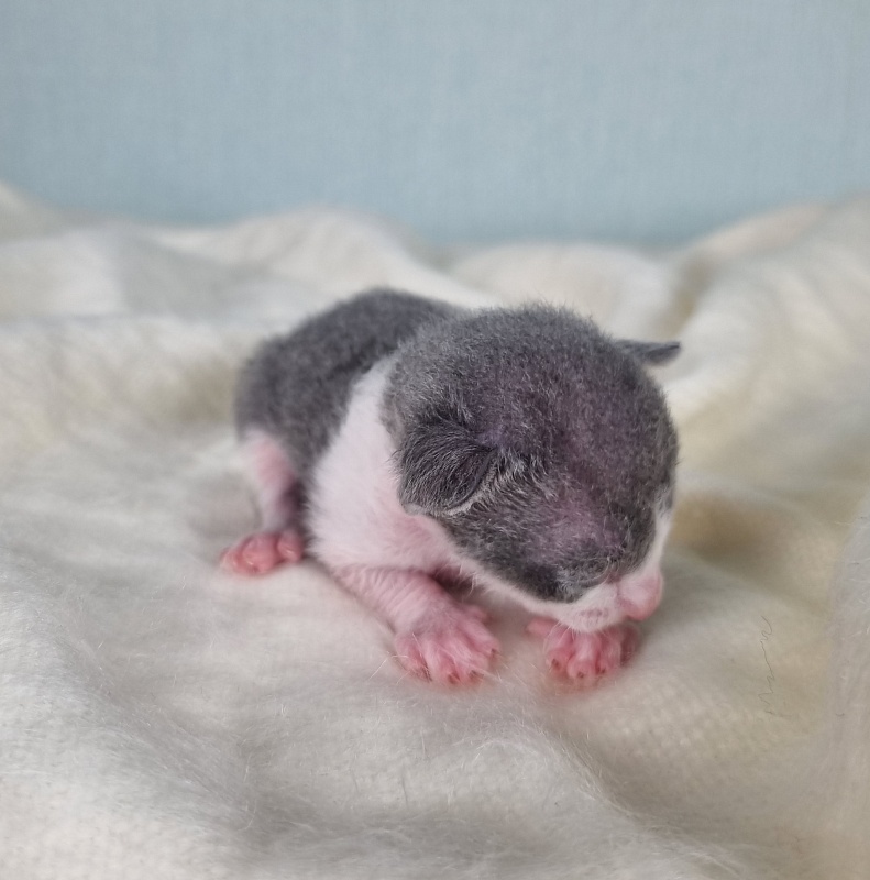 Dunyasha Elemani Dream - Kitten cornish rex 1 week