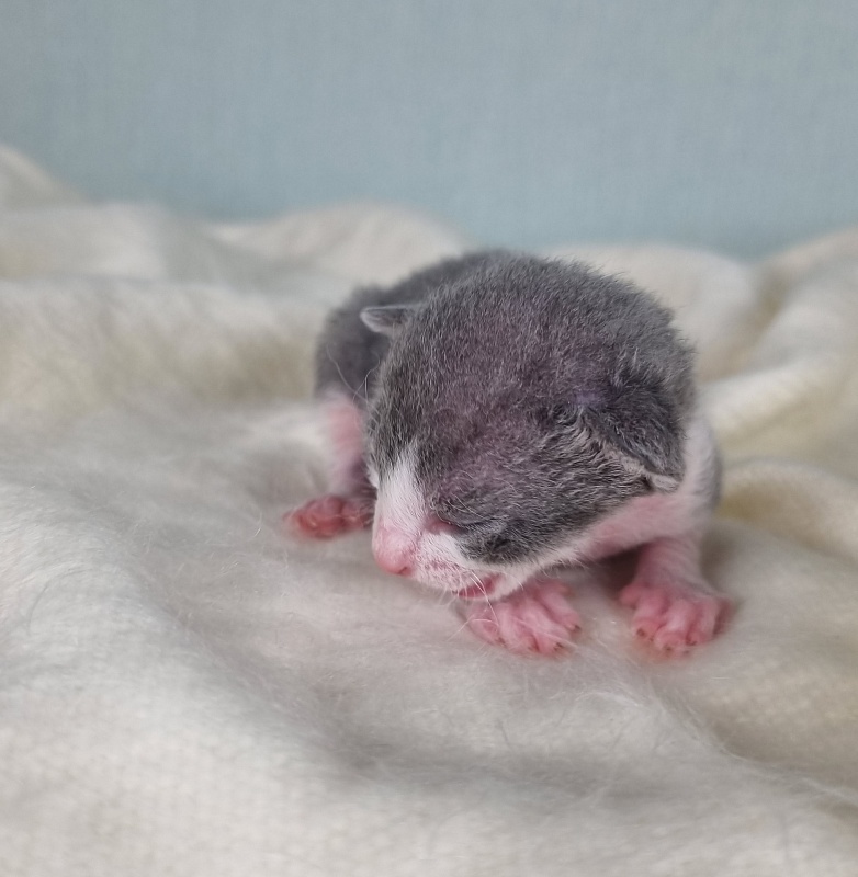 Dunyasha Elemani Dream - Kitten cornish rex 1 week