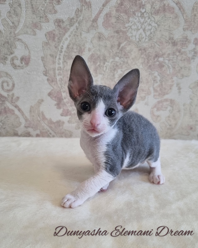 Dunyasha Elemani Dream - Kitten cornish rex 1 month 0.5 weeks