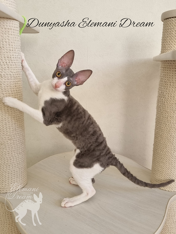Dunyasha Elemani Dream - Kitten cornish rex 4 months