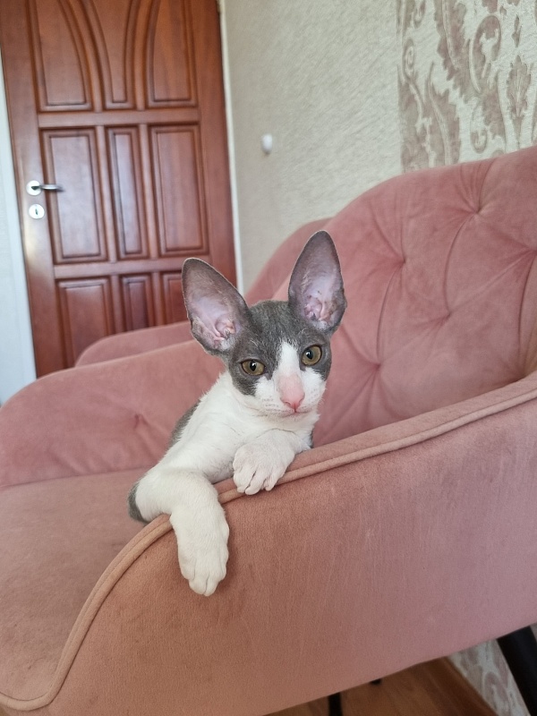 Dunyasha Elemani Dream - Kitten cornish rex 2 months 1.5 week