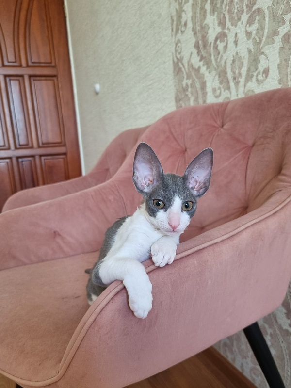 Dunyasha Elemani Dream - Kitten cornish rex 2 months 1.5 week