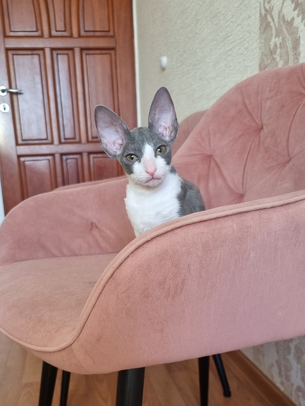 Dunyasha Elemani Dream - Kitten cornish rex 2 months 1.5 week