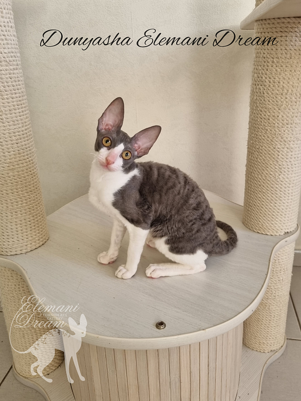 Dunyasha Elemani Dream - Kitten cornish rex 4 months