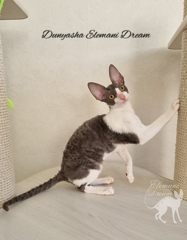 Dunyasha Elemani Dream - Kitten cornish rex 4 months