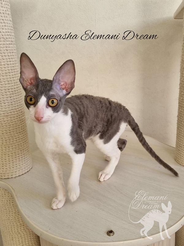 Dunyasha Elemani Dream - Kitten cornish rex 4 months