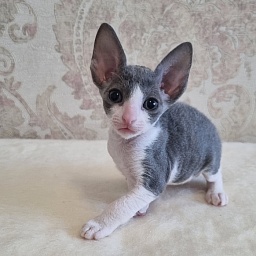 Dunyasha Elemani Dream