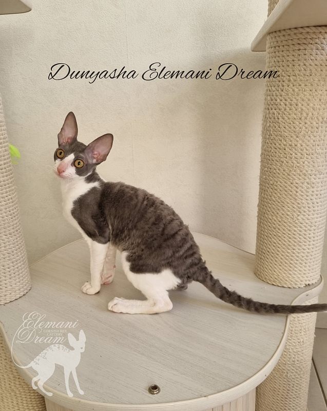 Dunyasha Elemani Dream - Kitten cornish rex 4 months