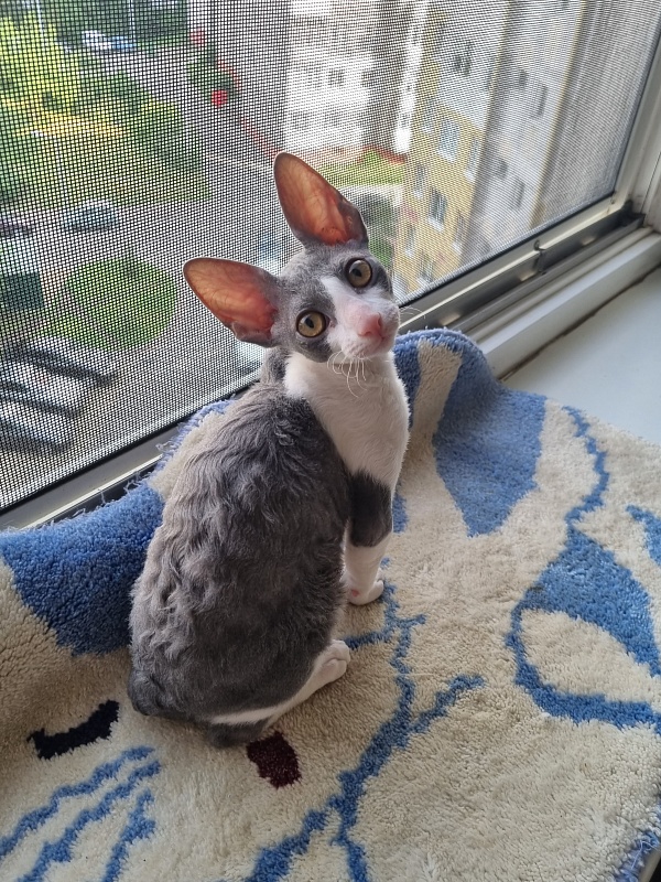 Dunyasha Elemani Dream - Kitten cornish rex 2 months 4 weeks
