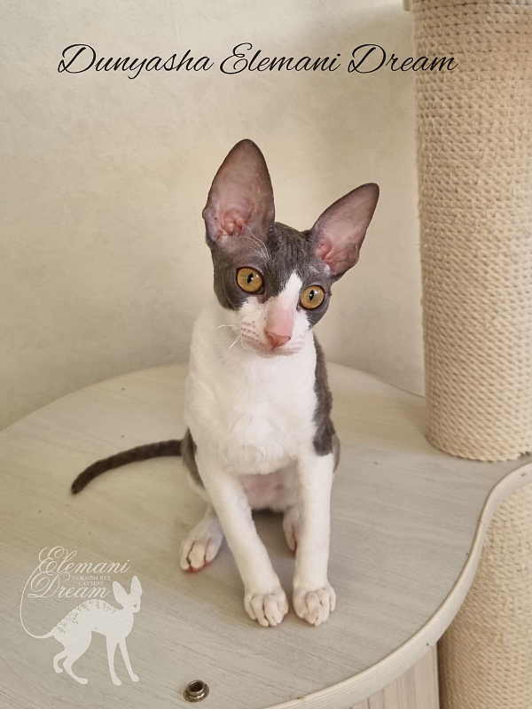 Dunyasha Elemani Dream - Kitten cornish rex 4 months