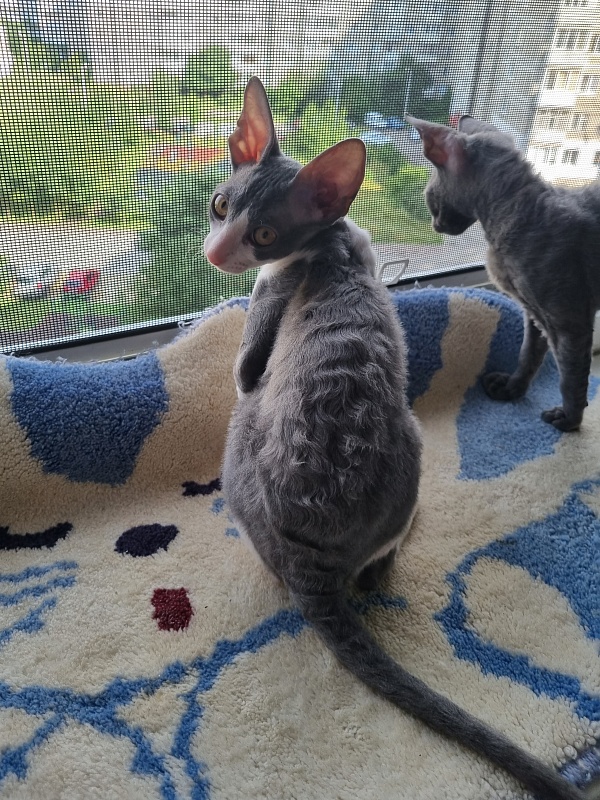 Dunyasha Elemani Dream - Kitten cornish rex 2 months 4 weeks