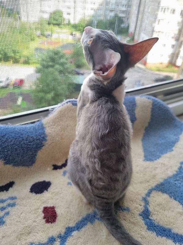 Dunyasha Elemani Dream - Kitten cornish rex 2 months 4 weeks