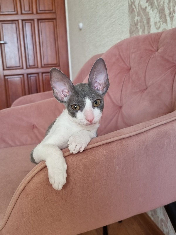 Dunyasha Elemani Dream - Kitten cornish rex 2 months 1.5 week