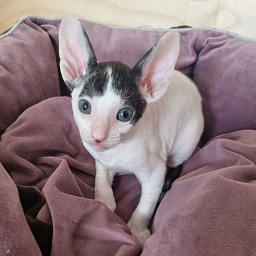 E-Ilya Muromets Elemani Dream