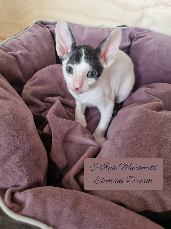 E-Ilya Muromets Elemani Dream - Kitten cornish rex 1 month
