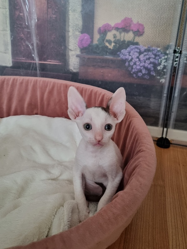 E-Dobrynya Nikitich Elemani Dream - Kitten cornish rex 1 month 1.5 week