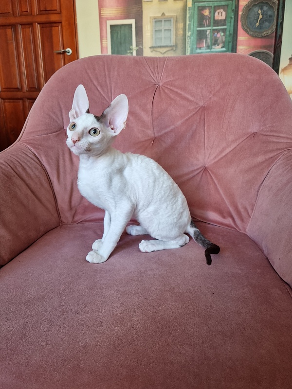 E-Dobrynya Nikitich Elemani Dream - Kitten cornish rex 3 months 0.5 weeks