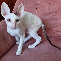 E-Dobrynya Nikitich Elemani Dream