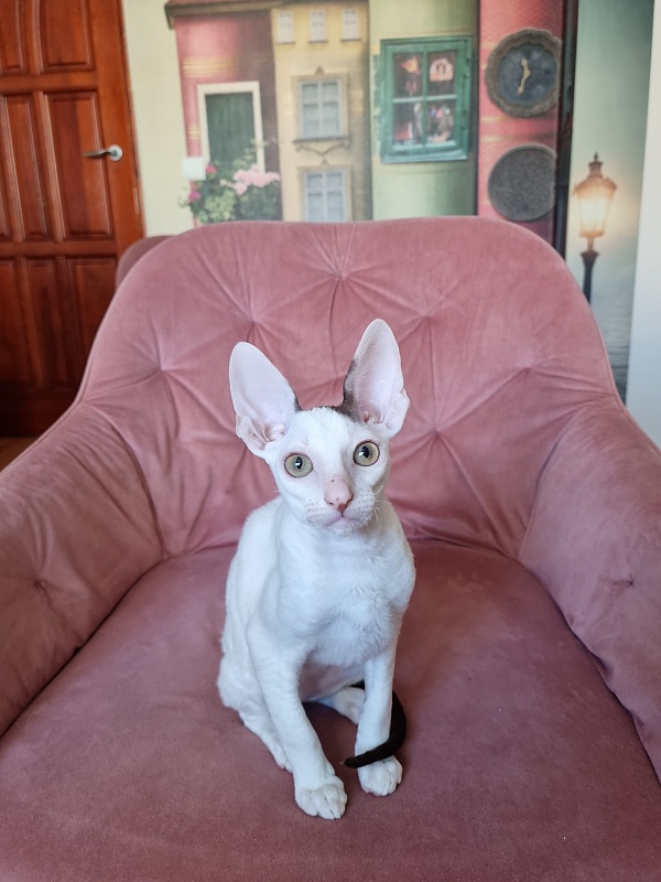 E-Dobrynya Nikitich Elemani Dream - Kitten cornish rex 3 months 0.5 weeks