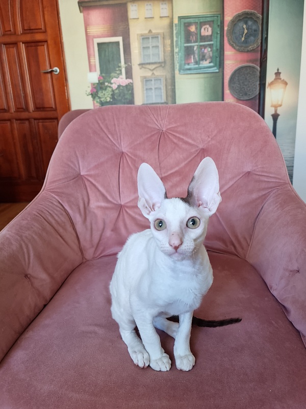 E-Dobrynya Nikitich Elemani Dream - Kitten cornish rex 3 months 0.5 weeks