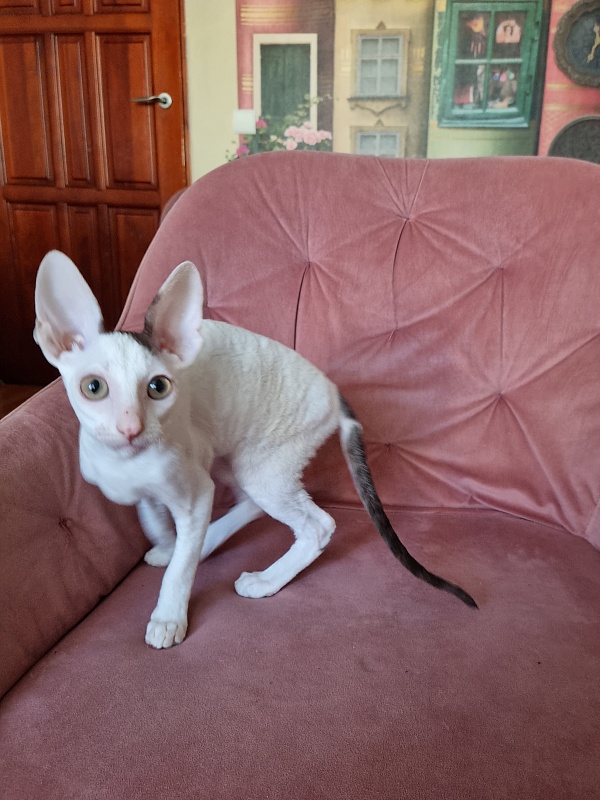 E-Dobrynya Nikitich Elemani Dream - Kitten cornish rex 3 months 0.5 weeks