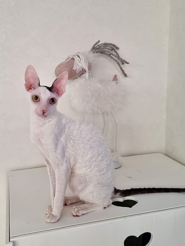 E-Dobrynya Nikitich Elemani Dream - Junior cornish rex 7 months 0.5 weeks