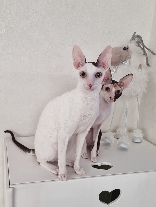 E-Dobrynya Nikitich Elemani Dream - Junior cornish rex 7 months 0.5 weeks