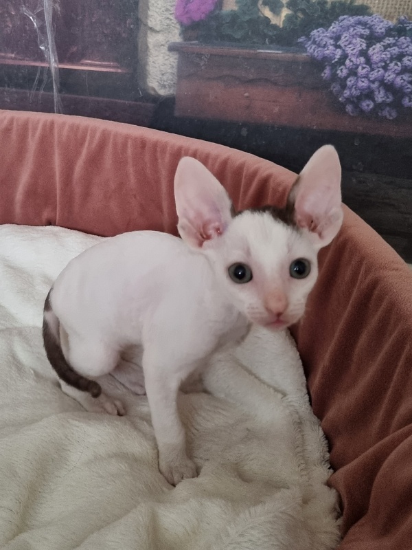 E-Dobrynya Nikitich Elemani Dream - Kitten cornish rex 1 month 1.5 week