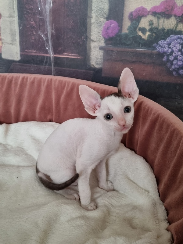 E-Dobrynya Nikitich Elemani Dream - Kitten cornish rex 1 month 1.5 week