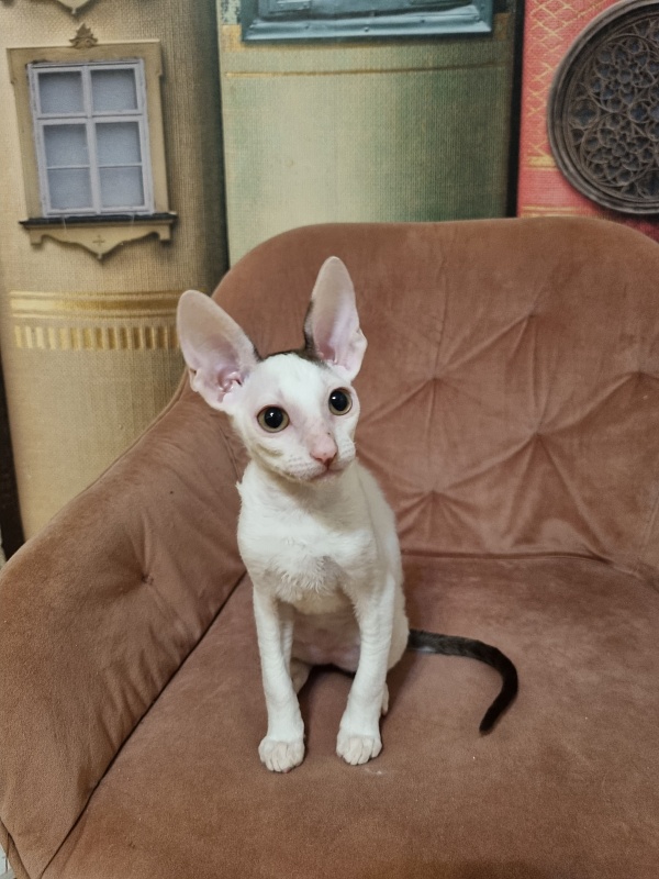 E-Dobrynya Nikitich Elemani Dream - Kitten cornish rex 2 months 4 weeks