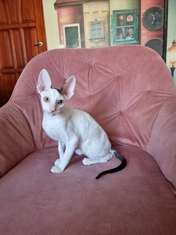 E-Dobrynya Nikitich Elemani Dream - Kitten cornish rex 3 months 0.5 weeks
