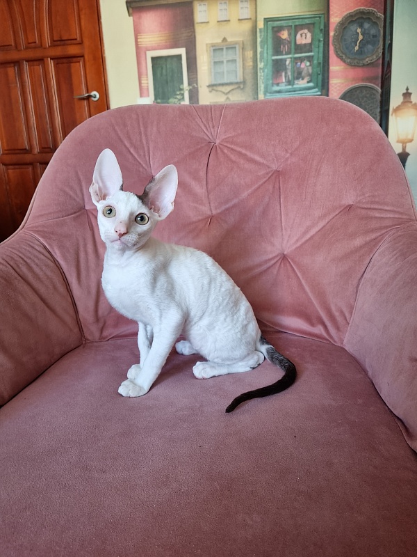 E-Dobrynya Nikitich Elemani Dream - Kitten cornish rex 3 months 0.5 weeks