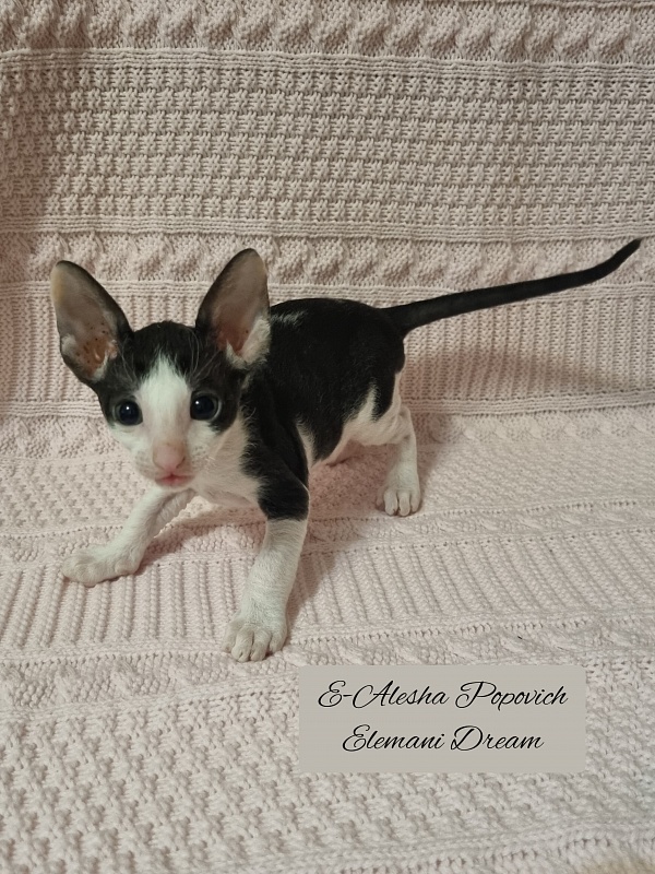 E-Alesha Popovich Elemani Dream - Kitten cornish rex 1 month