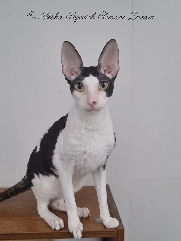 E-Alesha Popovich Elemani Dream - Junior cornish rex 8 months 3 weeks