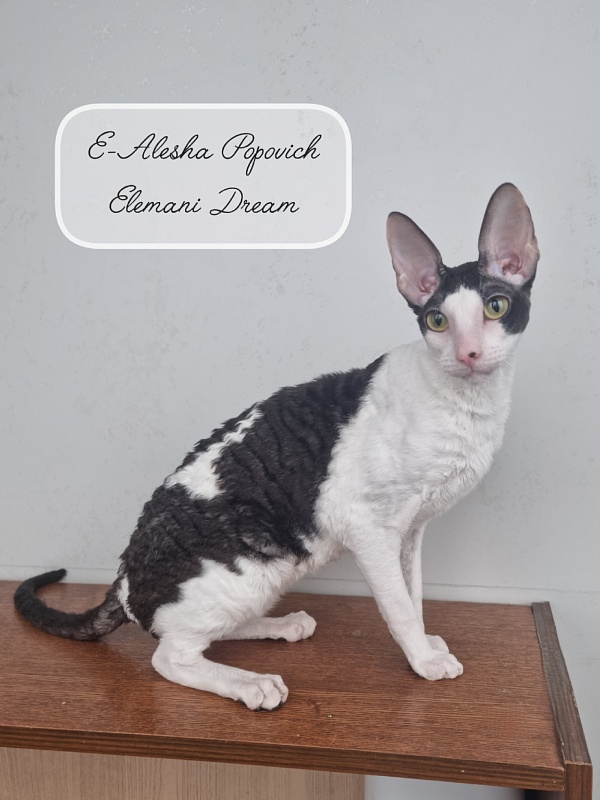 E-Alesha Popovich Elemani Dream - Junior cornish rex 8 months 3 weeks
