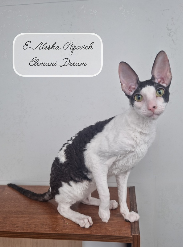 E-Alesha Popovich Elemani Dream - Junior cornish rex 8 months 3 weeks