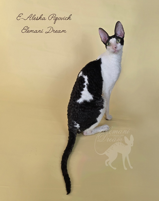 E-Alesha Popovich Elemani Dream - Adult cornish rex 1 year 3 months 4 weeks