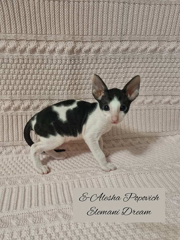 E-Alesha Popovich Elemani Dream - Kitten cornish rex 1 month