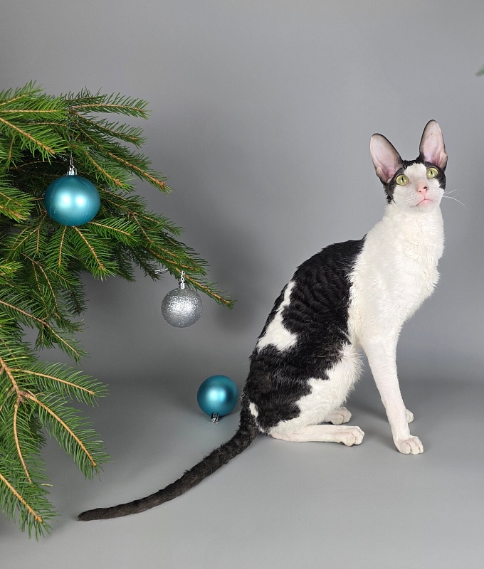 E-Alesha Popovich Elemani Dream - Adult cornish rex 1 year 6 months 2.5 weeks