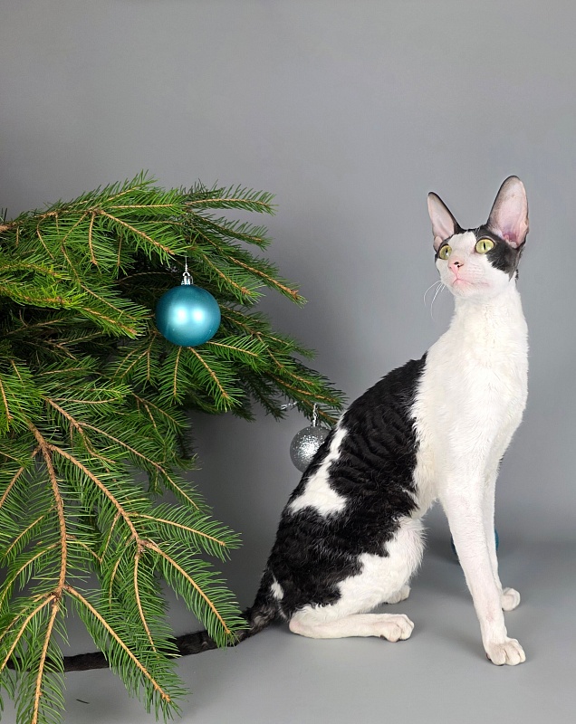 E-Alesha Popovich Elemani Dream - Adult cornish rex 1 year 6 months 2.5 weeks