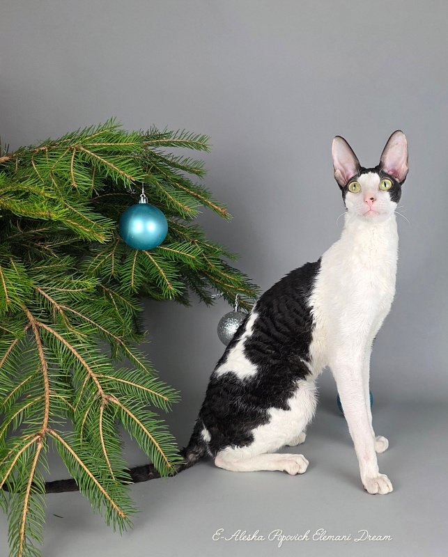 E-Alesha Popovich Elemani Dream - Adult cornish rex 1 year 6 months 2.5 weeks