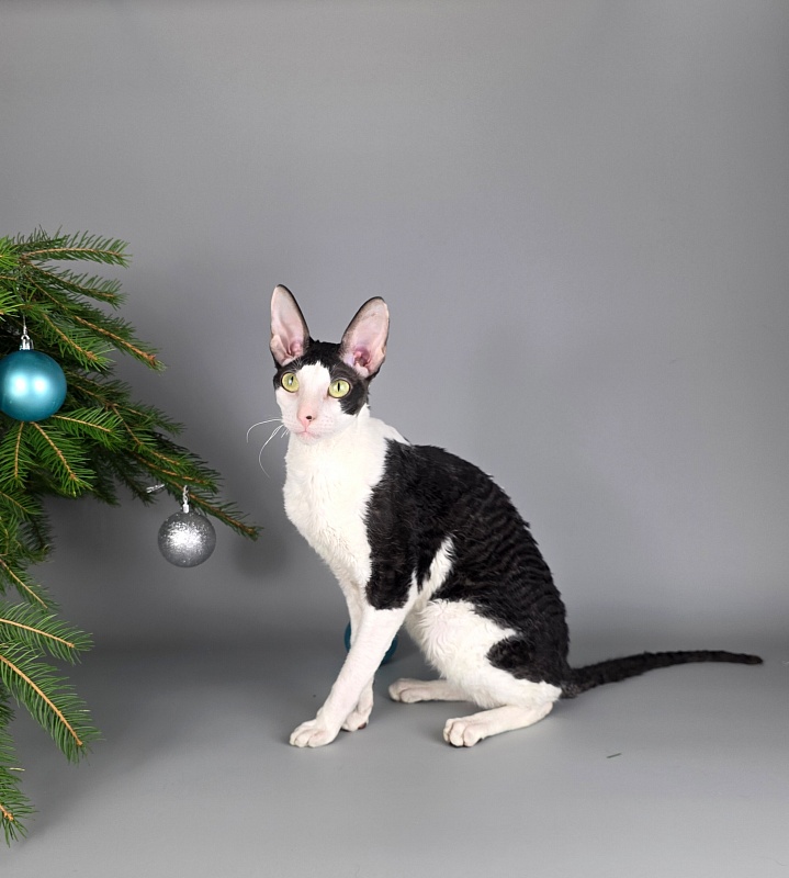 E-Alesha Popovich Elemani Dream - Adult cornish rex 1 year 6 months 2.5 weeks