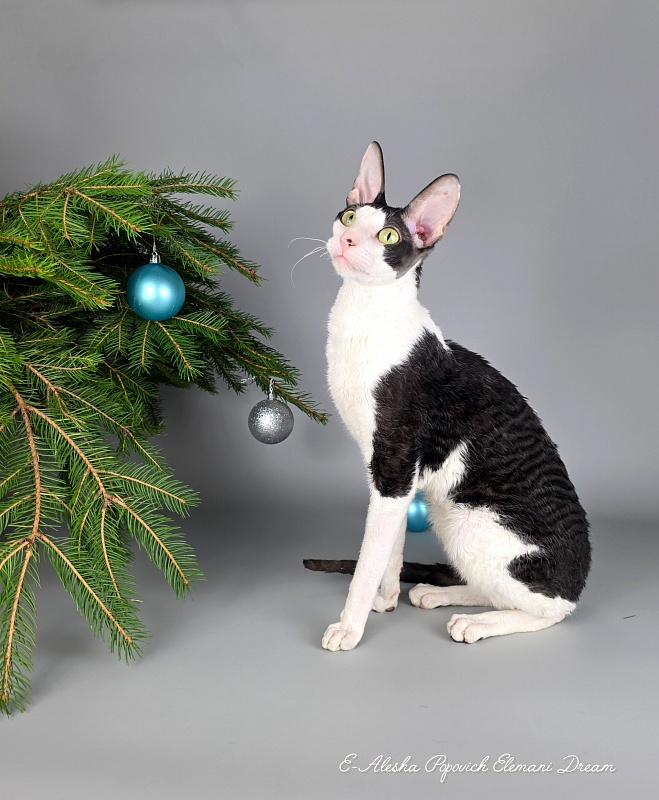 E-Alesha Popovich Elemani Dream - Adult cornish rex 1 year 6 months 2.5 weeks