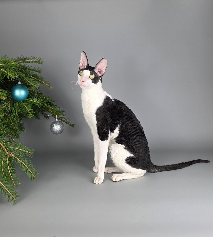 E-Alesha Popovich Elemani Dream - Adult cornish rex 1 year 6 months 2.5 weeks