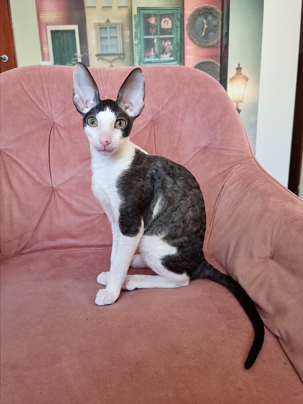 E-Alesha Popovich Elemani Dream - Kitten cornish rex 3 months 0.5 weeks