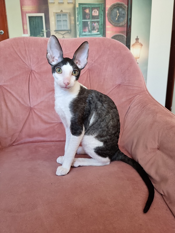 E-Alesha Popovich Elemani Dream - Kitten cornish rex 3 months 0.5 weeks