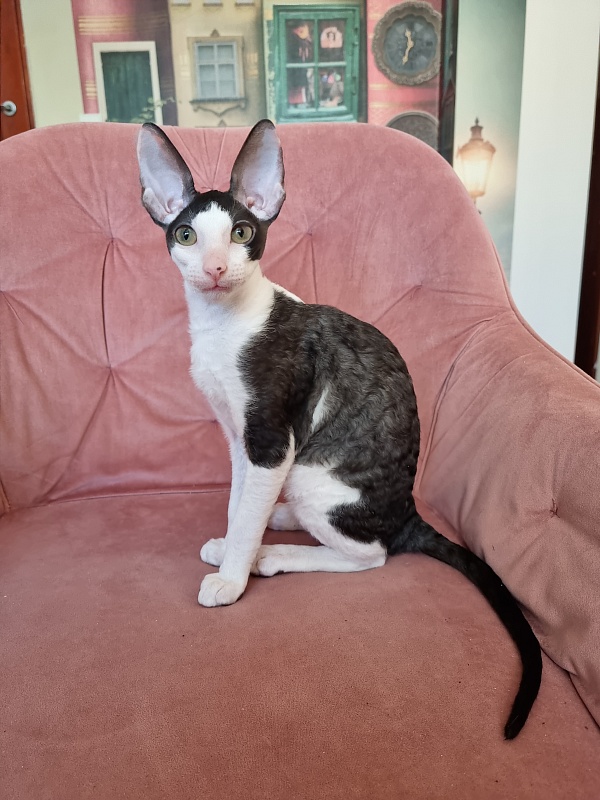 E-Alesha Popovich Elemani Dream - Kitten cornish rex 3 months 0.5 weeks